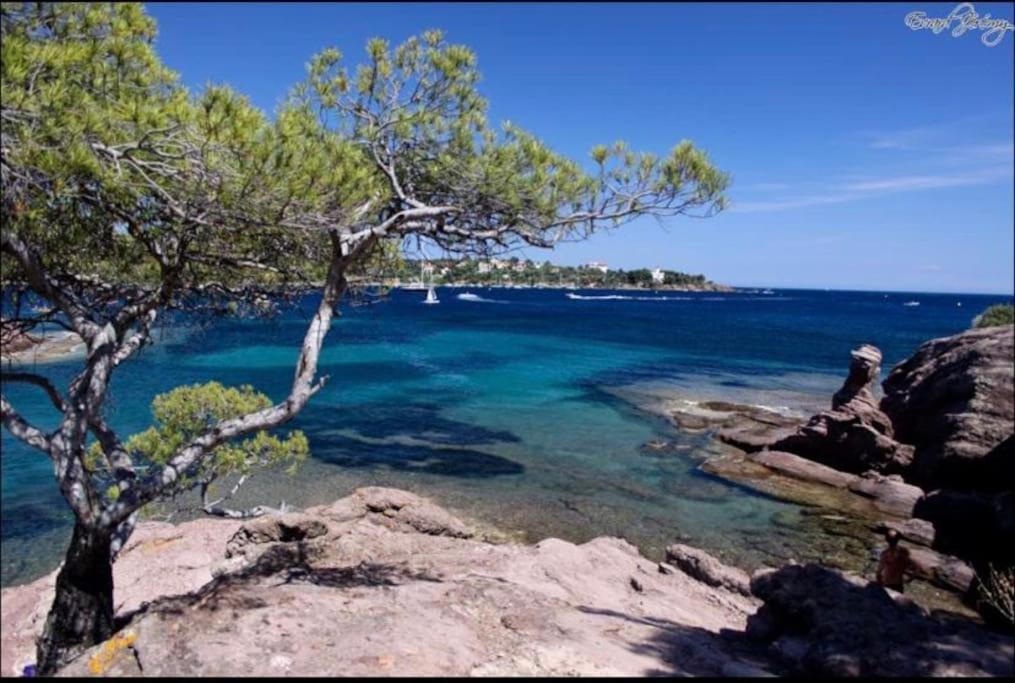 Chaleureux Appartement Face Au Port Sta Lucia, Tout A Pieds, Wifi Saint-Raphael  Bagian luar foto